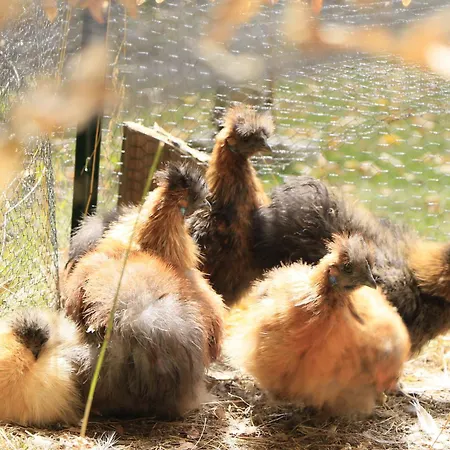 Appartement Lissi's Feriennest