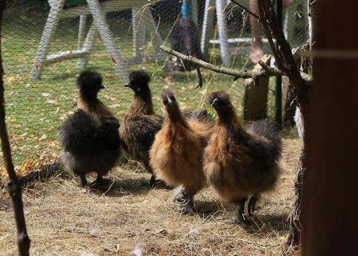 Lissi's Feriennest Appartamento