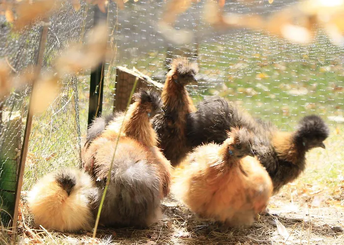 Appartamento Lissi's Feriennest